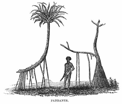 "Pandanus" Illustrated is the screwpine, or Pandanus odoratissimus, in Fijian called balawa